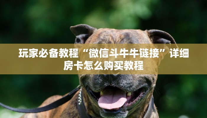 玩家必备教程“微信斗牛房卡怎么弄”获取房卡教程-哔哩哔哩