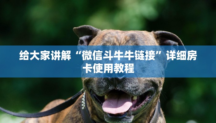 2026玩家爆料“微信上炸 金花房间房卡”详细房卡教程 2026玩家爆料“微信上炸 金花房间房卡”详细房卡教程